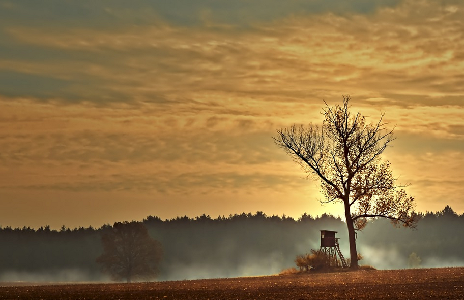 tree stand